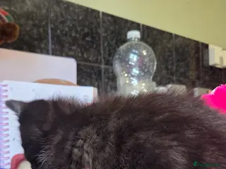 Mixed Breed cats Fluffy Kittens Ready for Loving Homes - Advert 18