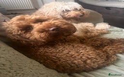 Cockapoo dogs for sale: Beautiful Red F1B Cockapoo puppies  - Image 14