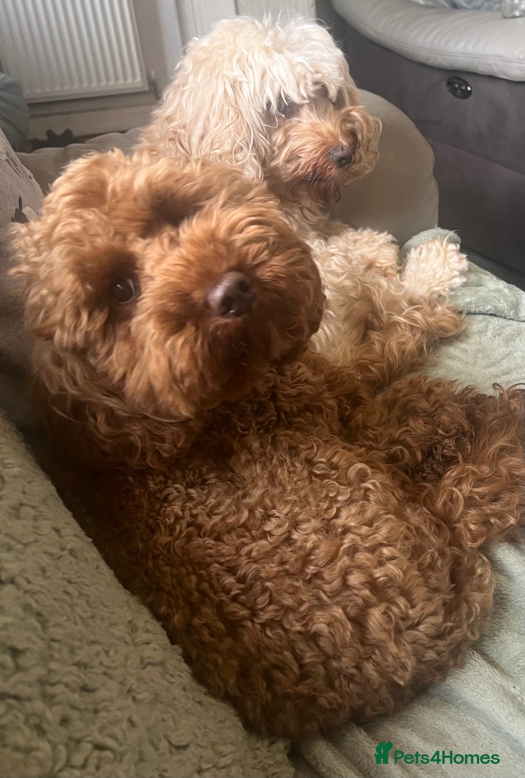 Cockapoo dogs for sale: Beautiful Red F1B Cockapoo puppies  - Image 14