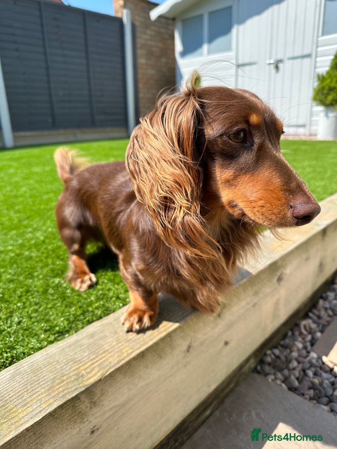 Miniature Dachshund dogs for stud: Long-haired miniature Dachshund in Hitchin - Advert 6