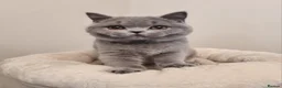 British Shorthair cats for sale: Stunning British Shorthair & Longhair Kittens  - Advert 6