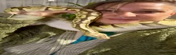 Python Snake reptiles for sale: 5 for £50 -adult docile Corn Snake & Ball Pythons - Advert 12