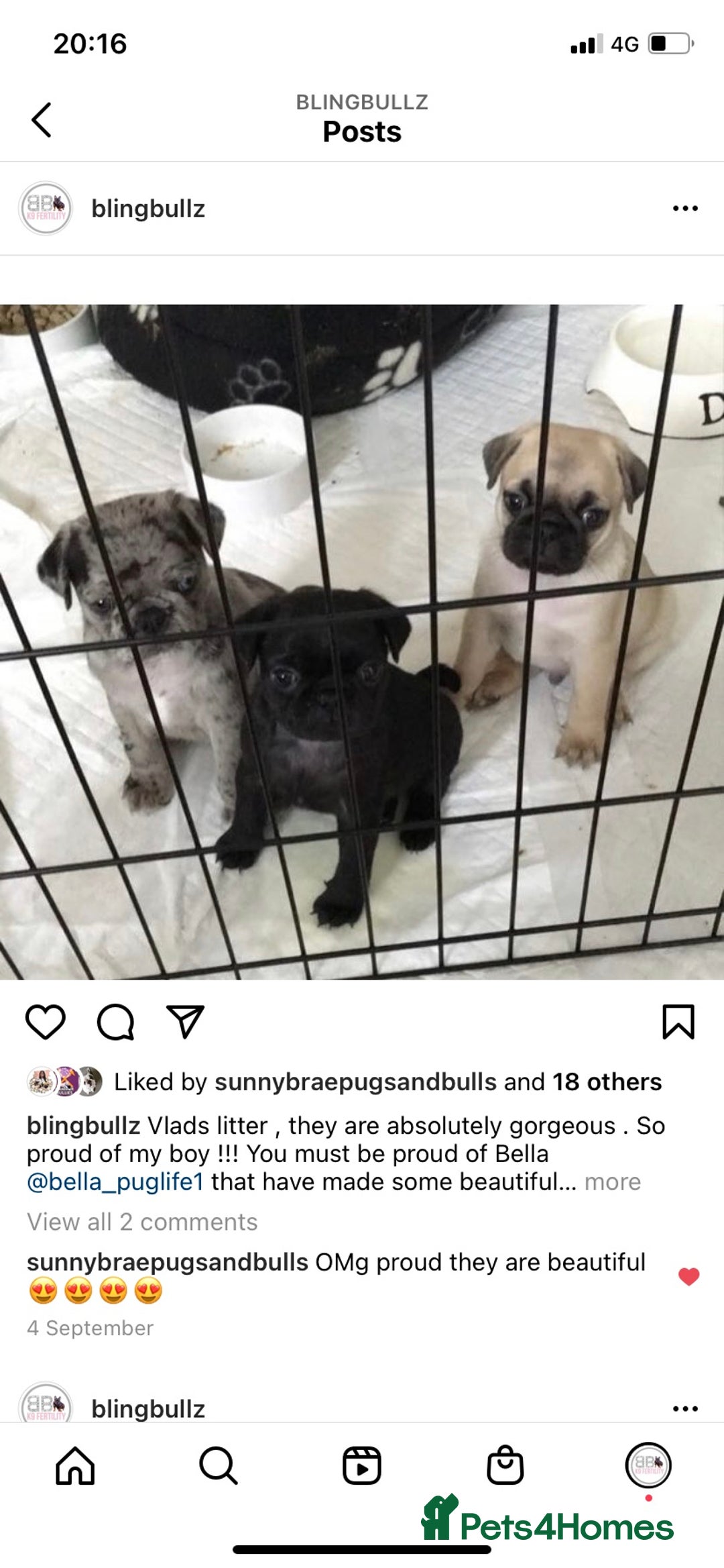 Pug dogs for stud: Merle n tan pug carrying fluffy & choc stud  in Harpenden - Advert 11