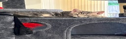 American Shorthair cats for sale: 16 weeks old kitten - Advert 2
