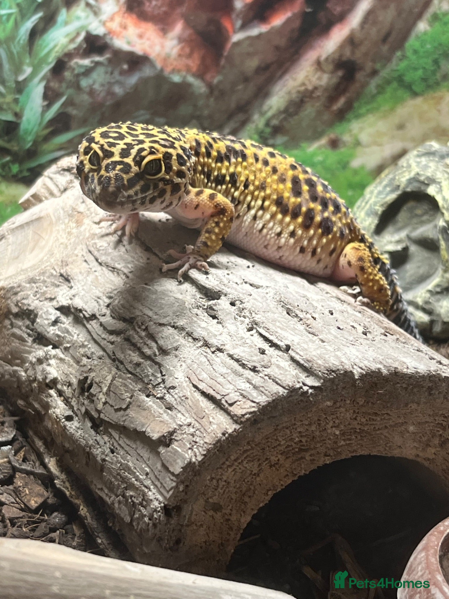 Leopard Gecko reptiles Leopard Gecko and vivarium - Advert 2