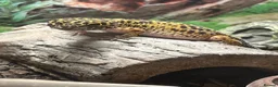 Leopard Gecko reptiles for sale: Leopard Gecko and vivarium in Didcot - Advert 1