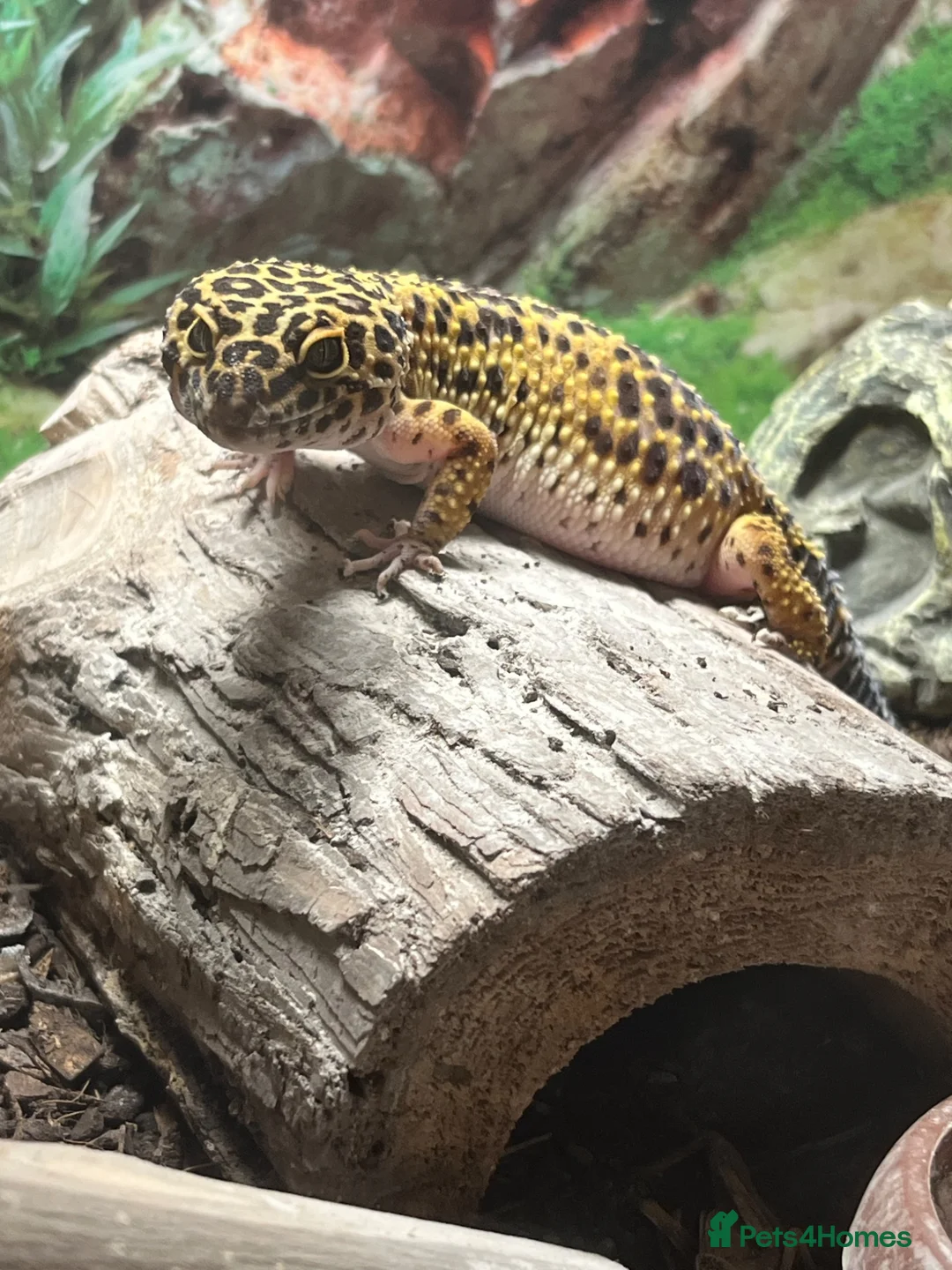 Leopard Gecko reptiles for sale: Leopard Gecko and vivarium in Didcot - Advert 1