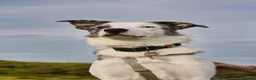 Border Collie dogs for stud: Border Collie Male Available for Stud in Llanelli - Advert 1