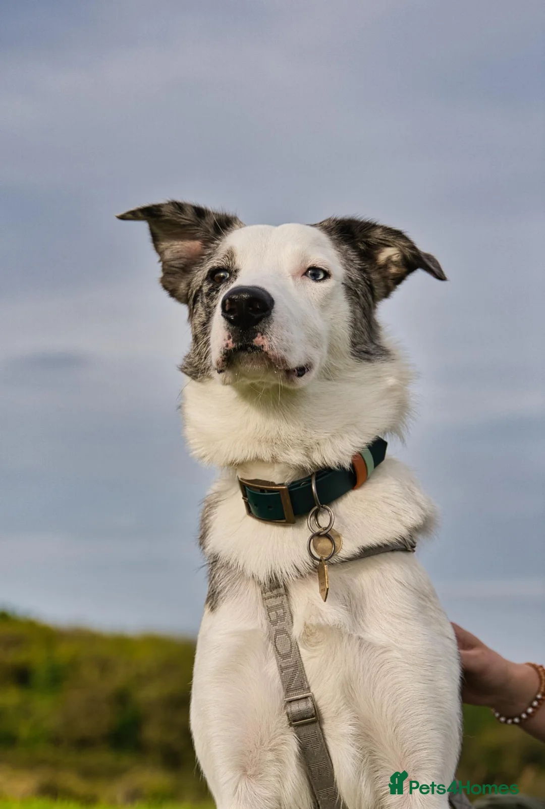 Border Collie dogs for stud: Border Collie Male Available for Stud in Llanelli - Advert 1