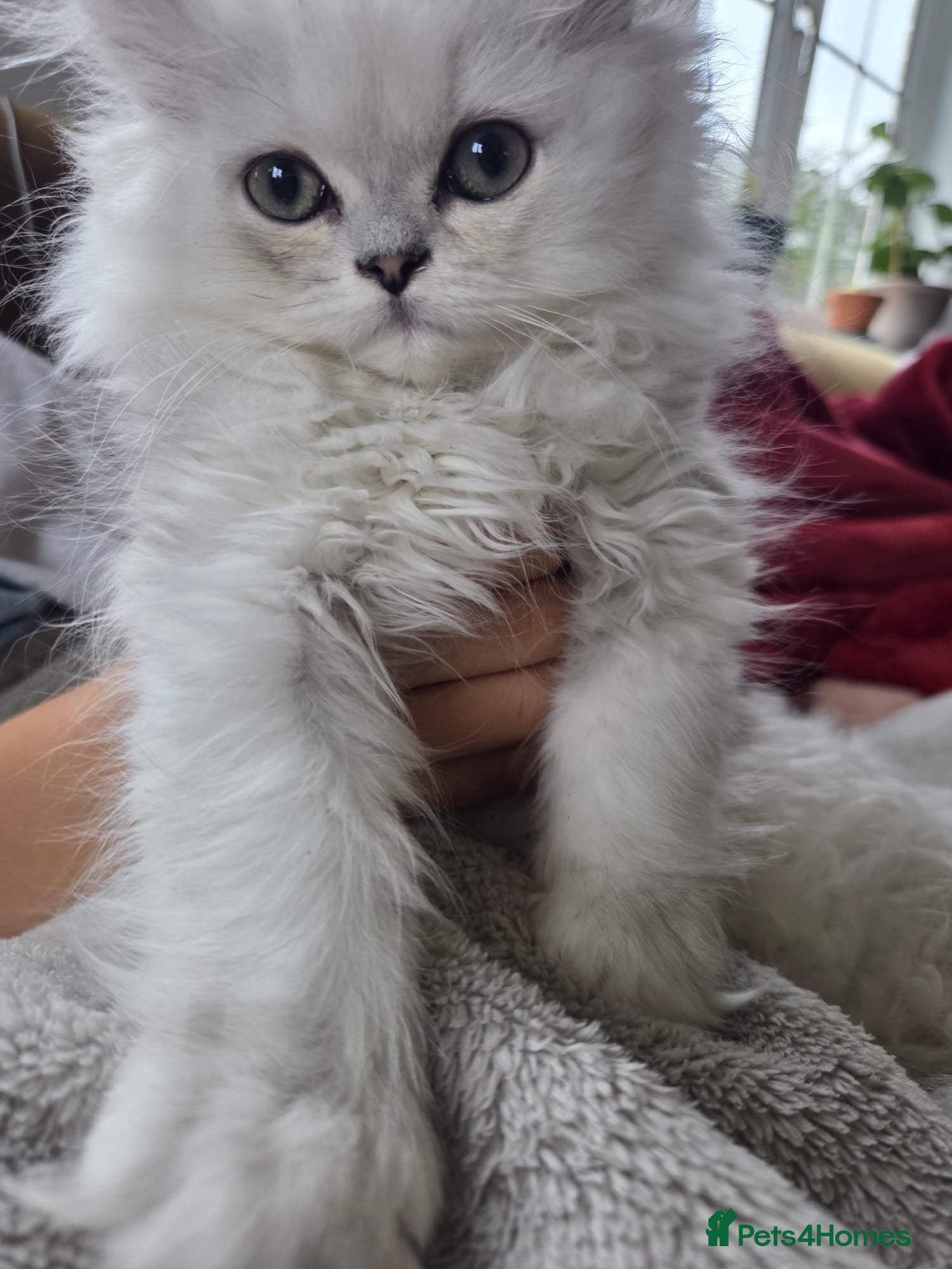 Persian cats Silvertip Chinchilla Persian- Available Now❣️ - Advert 4
