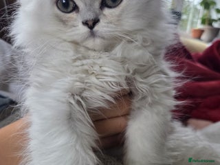 Persian cats Silvertip Chinchilla Persian- Available Now❣️ - Advert 4