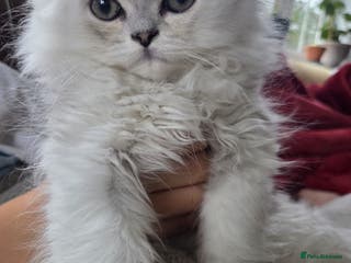 Persian cats Silvertip Chinchilla Persian- Available Now❣️ - Advert 13