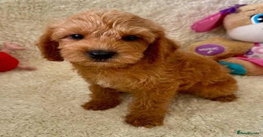 Maltipoo dogs - Advert 9