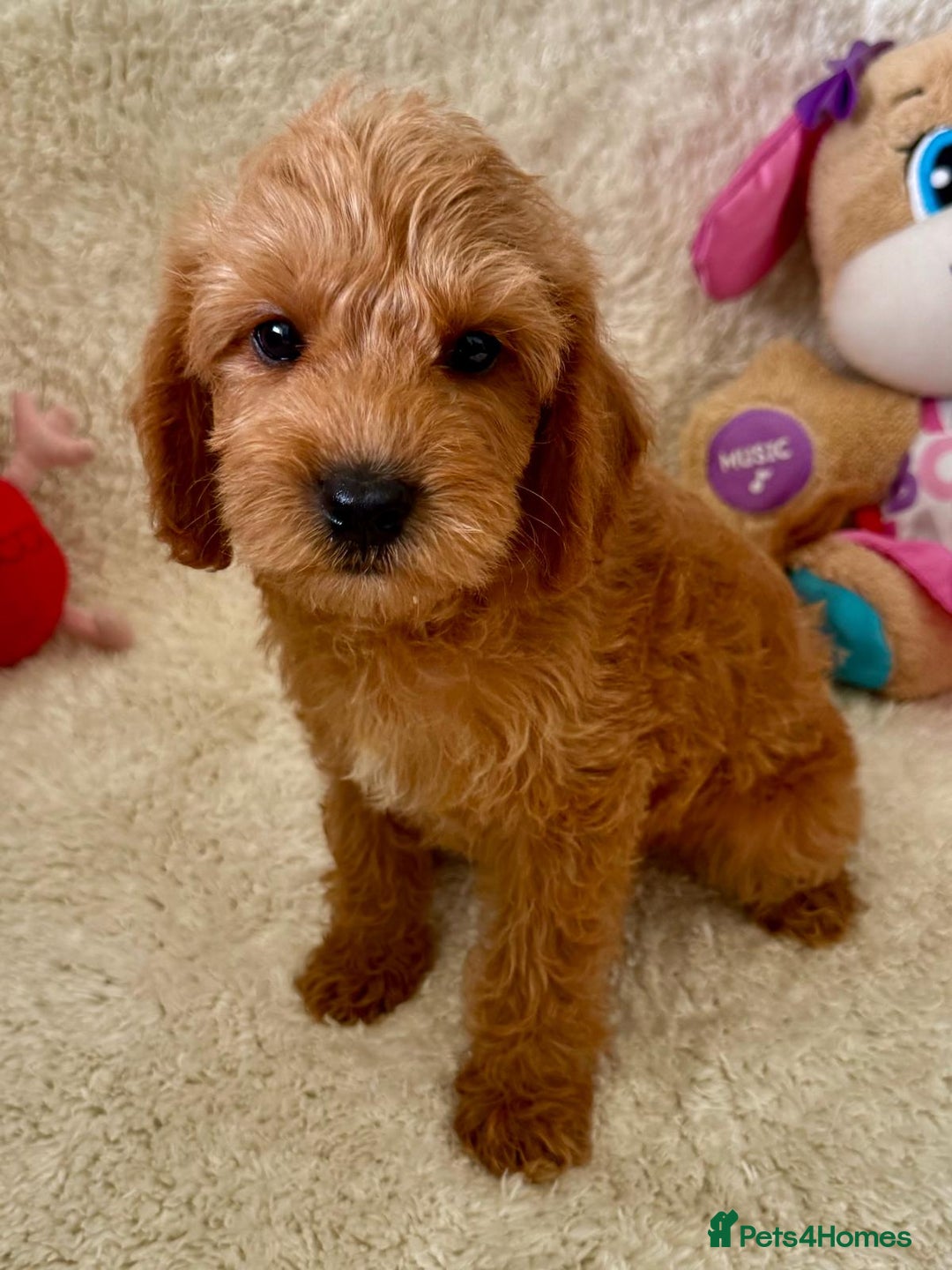 Maltipoo dogs for sale: OUTSTANDING LITTER OF MALTIPOO PUPPIES - Image 2