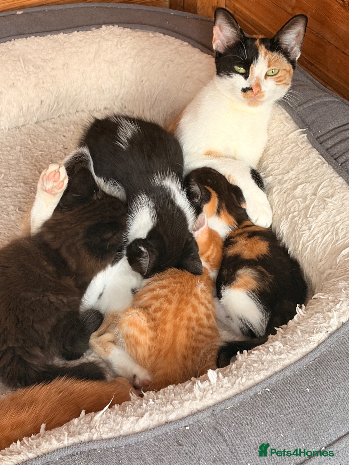 Mixed Breed cats 5 stunning kittens ready for a new home  - Advert 3