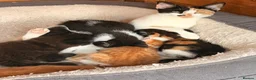 Mixed Breed cats for sale: 5 stunning kittens ready for a new home  in Waltham Cross - Advert 1