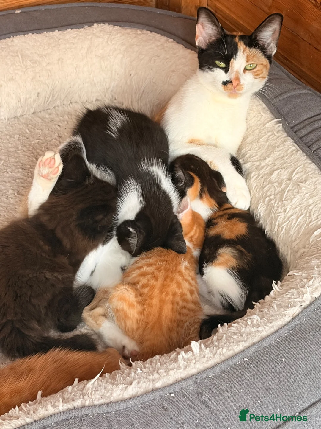Mixed Breed cats for sale: 5 stunning kittens ready for a new home  in Waltham Cross - Advert 1