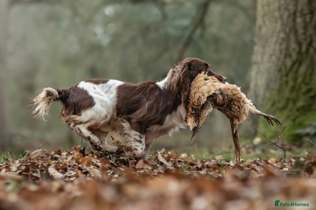 English Springer Spaniel dogs for stud: Working Springer Spaniel for Stud in Bedale - Advert 3
