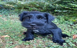Miniature Schnauzer dogs for sale: Beautiful KC registered Minature Schnauzer puppies - Image 4