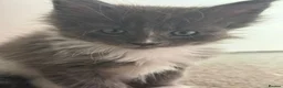 Maine Coon cats for sale: Maine Coon kittens XXL - Advert 5