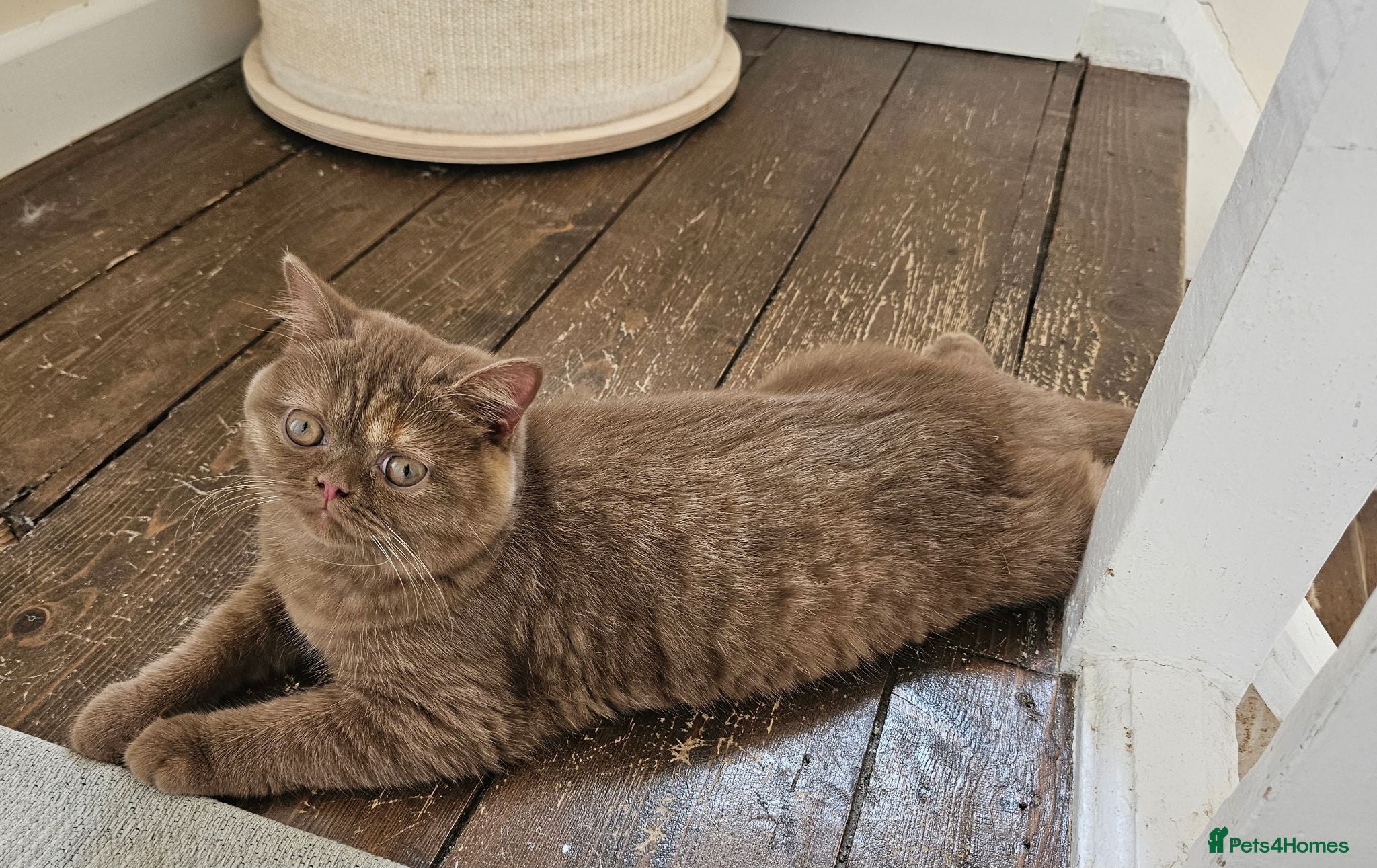 British Shorthair cats GCCF Cinnamon Tortoiseshell champion line readynow - Advert 4