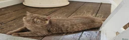 British Shorthair cats for sale: GCCF Cinnamon Tortoiseshell champion line readynow - Advert 5