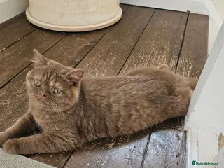 British Shorthair cats GCCF Cinnamon Tortoiseshell champion line readynow - Advert 4