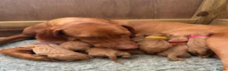 Hungarian Vizsla dogs for sale: Exceptionally Well Bred Hungarian Vizsla Litter in Chinnor - Advert 6