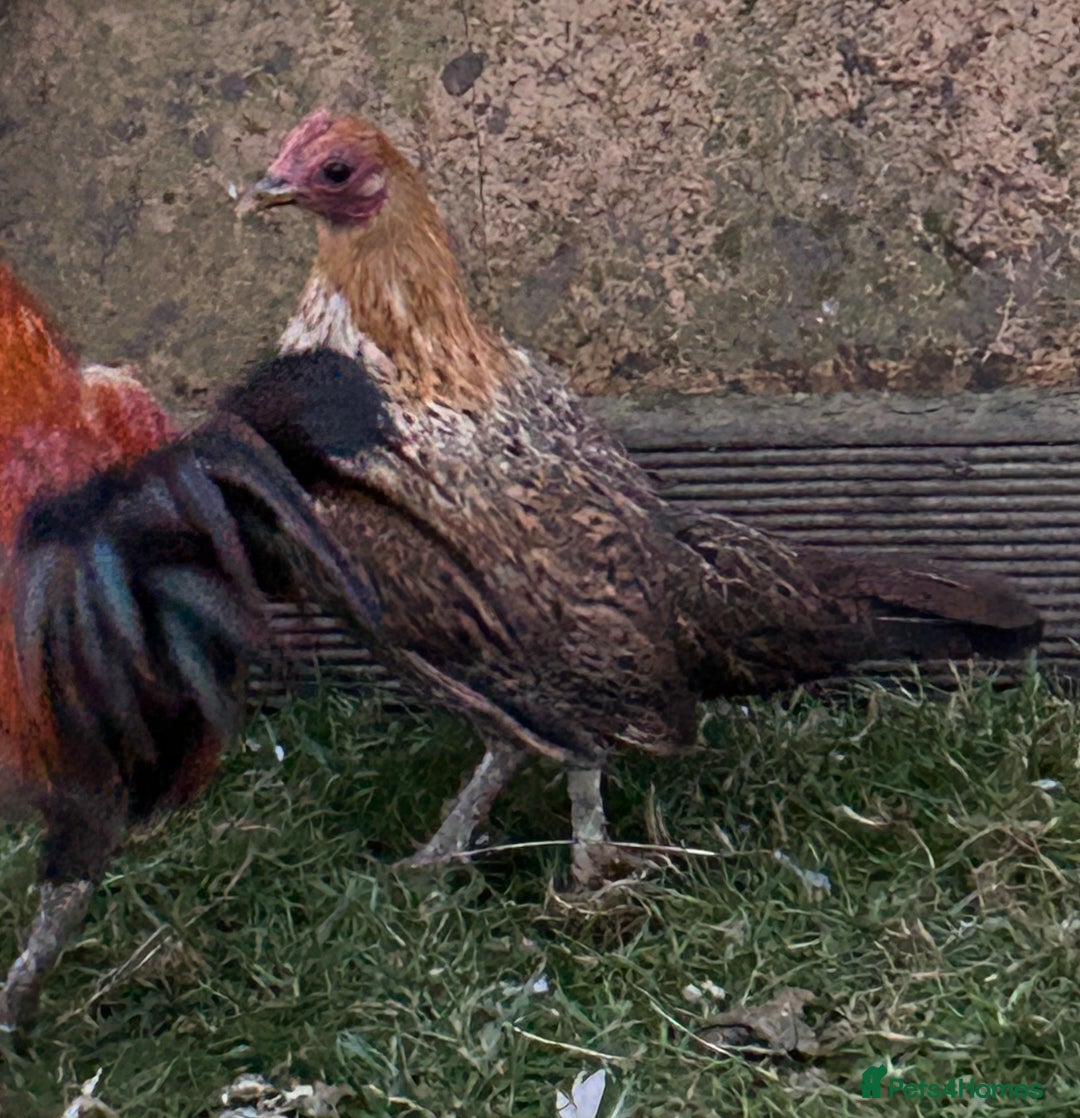 Chickens poultry for sale: Mini ginger geme trio - Advert 3