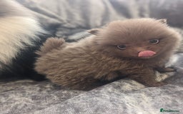 Pomeranian dogs for sale: Pomeranian puppies mixed colours  - Image 5