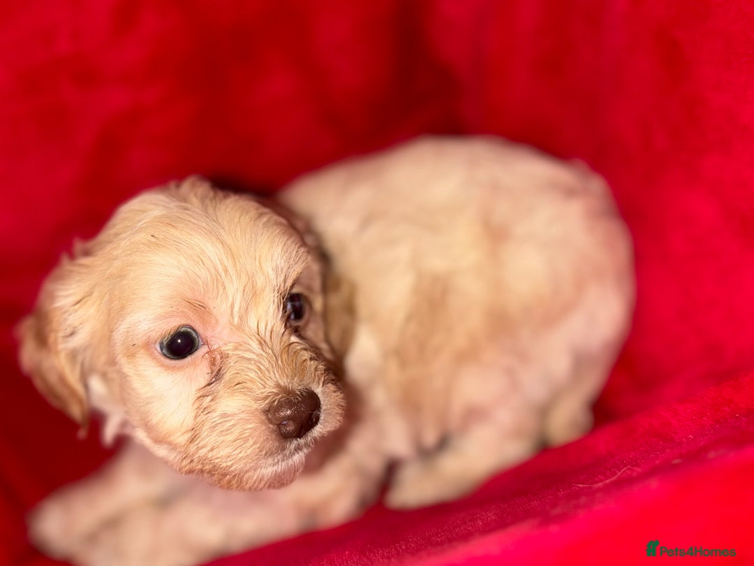 Cockapoo dogs for sale: F1B COCKAPOO PUPPIES FOR SALE - Advert 9