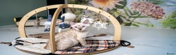 Bengal cats for sale: SNOW LYNX PURE BENGAL BOY-Frankie-Top Personality - Advert 6