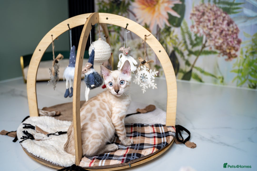 Bengal cats for sale: SNOW LYNX PURE BENGAL BOY-Frankie-Top Personality - Advert 6