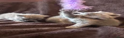 British Shorthair cats for sale: Health tested BSH kittens  - Advert 10
