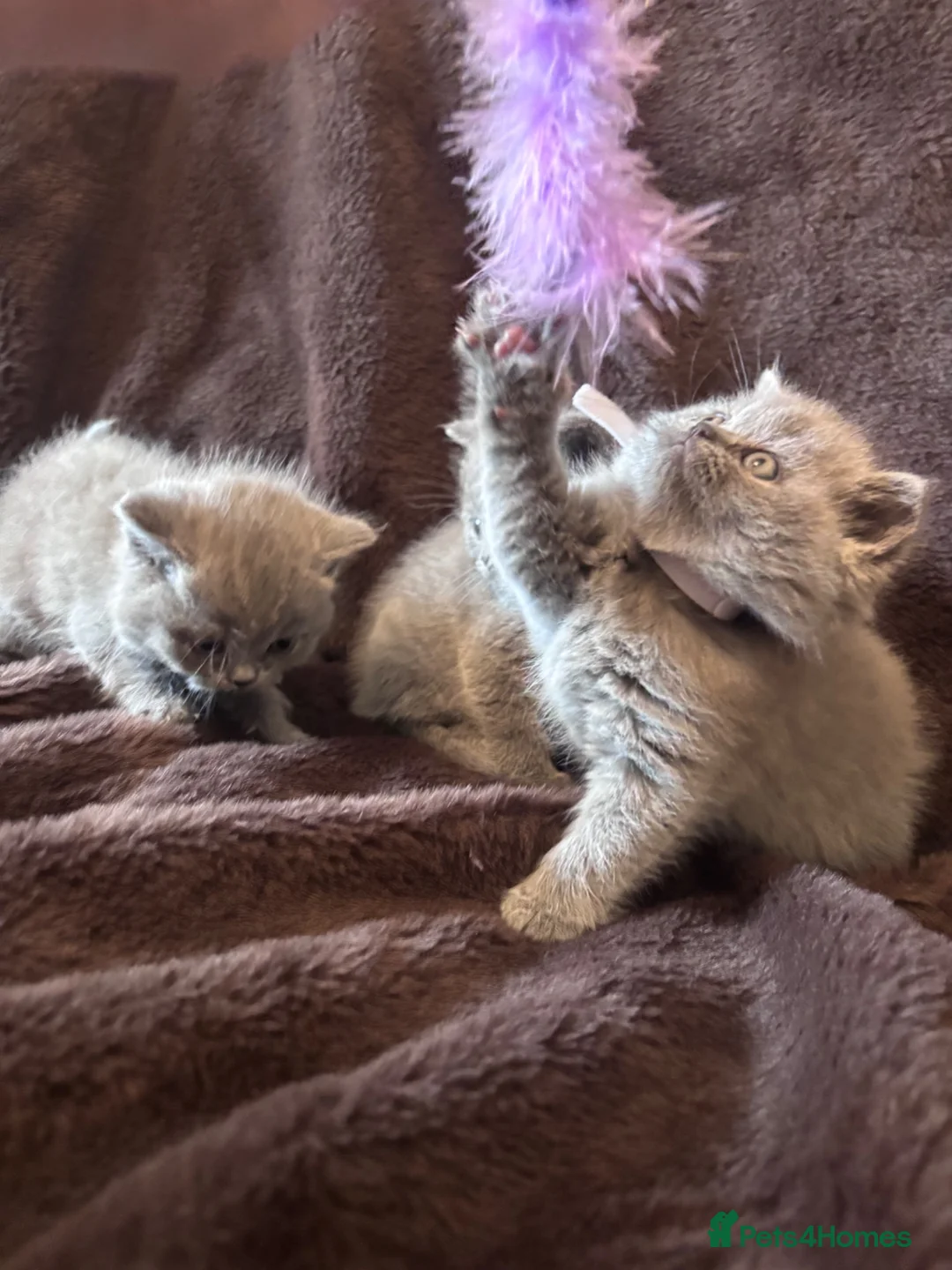 British Shorthair cats for sale: Health tested BSH kittens  - Advert 10