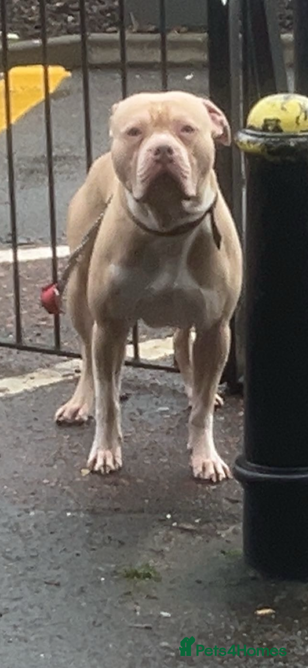 American Bulldog dogs for stud: American bulldog X for stud  - Advert 6