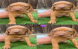 Hungarian Vizsla dogs for sale: Hungarian Vizsla KC Registered - Image 7