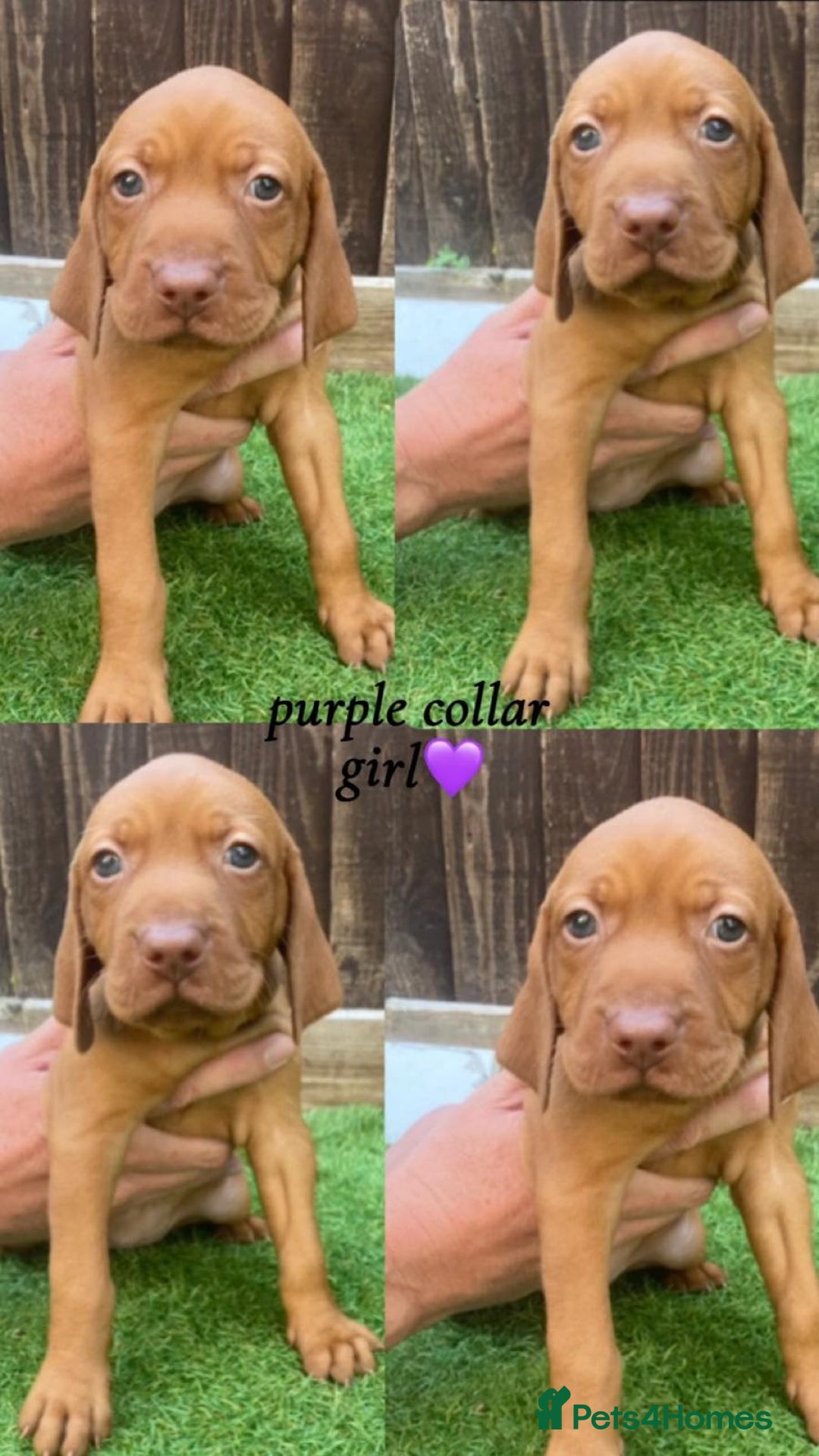 Hungarian Vizsla dogs for sale: Hungarian Vizsla KC Registered - Image 7
