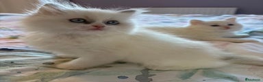 Ragdoll Kitten 4