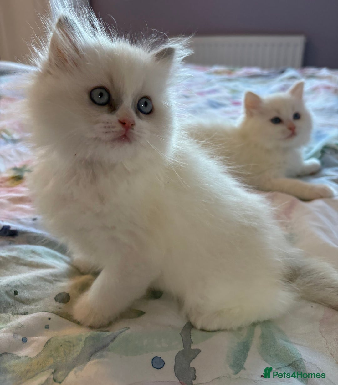 Ragdoll cats for sale: Kittens from Extensively Health Tested Parents - Advert 8