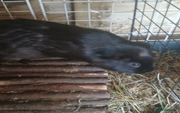 Guinea Pig rodents for sale: Boar Guinea Pigs for Sale £30 ( REDUCED) - Image 6