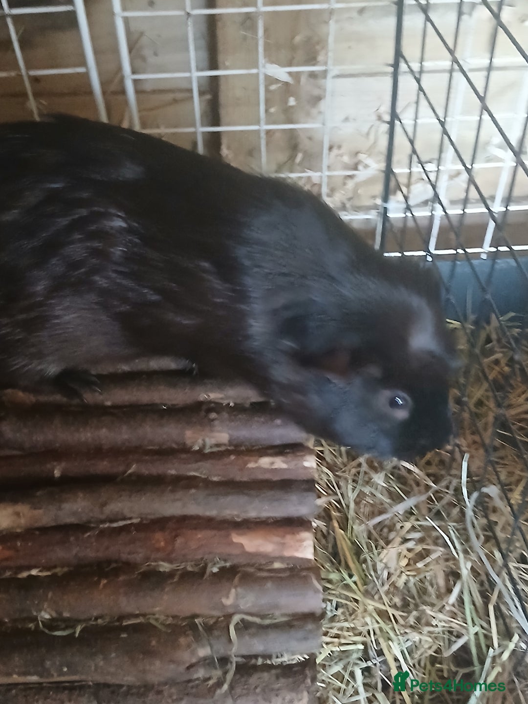 Guinea Pig rodents for sale: Boar Guinea Pigs for Sale £30 ( REDUCED) - Image 6