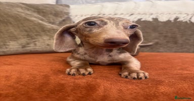 Miniature Dachshund dogs - Advert 4