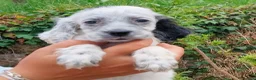 English Setter dogs for adoption: Mara's pups -4x male 4x female English Setter pups - Advert 26