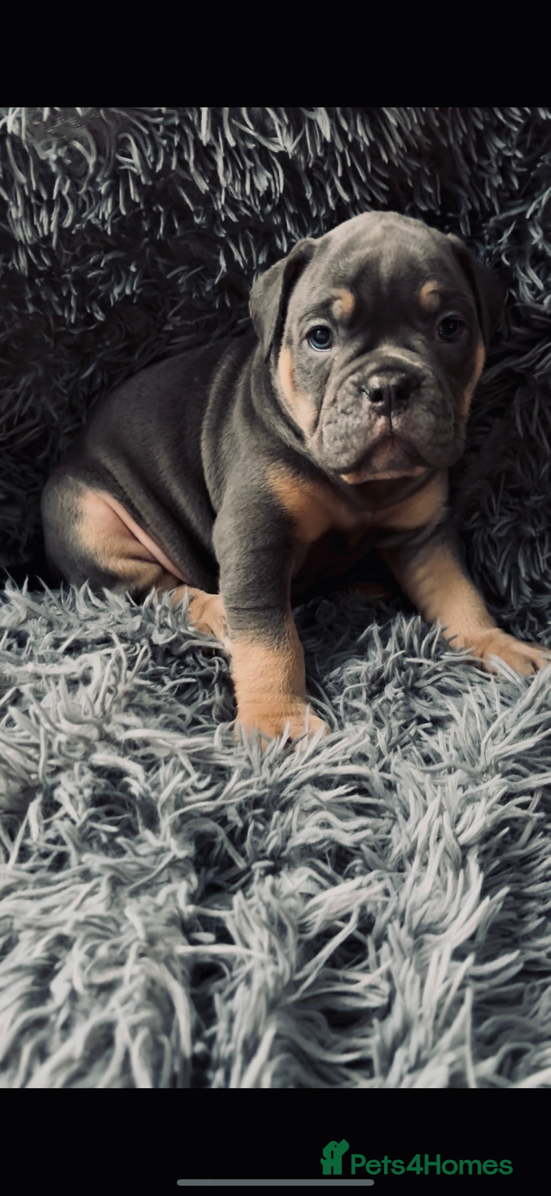 Olde English Bulldogge dogs for sale: Olde English Bulldogge Puppies - Image 2