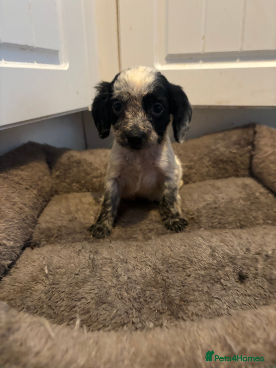 Cocker Spaniel dogs for sale: 5 lovely cocker spaniels  - Advert 8