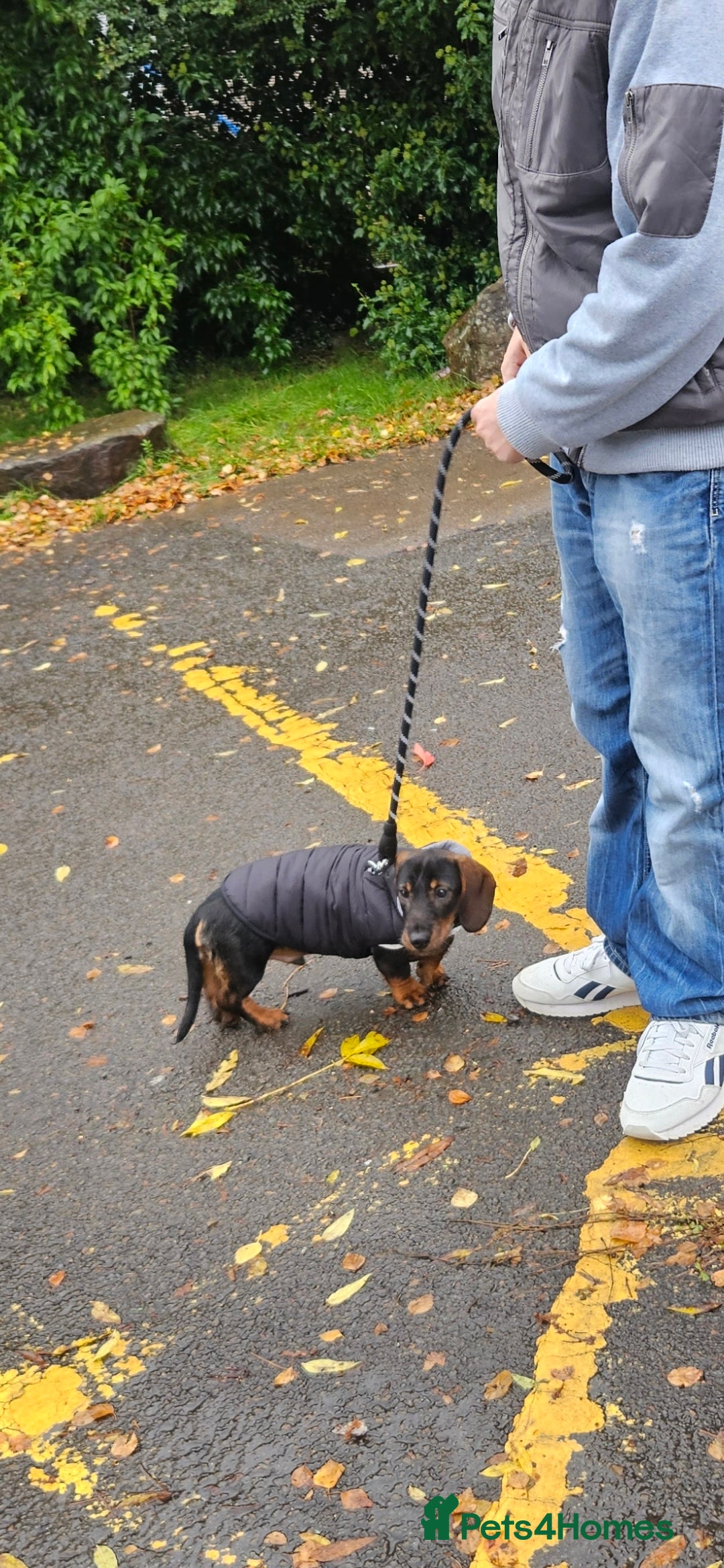 Dachshund dogs for sale: Delightful Male Dachshund. Gorgeous Personality. - Advert 4