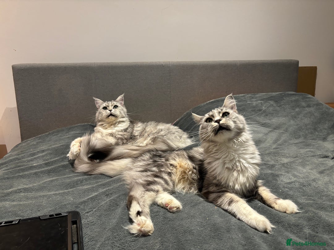 Maine Coon cats for sale: Attention Please ‼️ - Advert 11