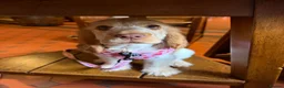 Cocker Spaniel dogs for sale: Beautiful Show Cocker Spaniel Puppy in Northwich - Advert 4