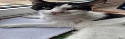 American Shorthair cats for sale: Three gorgeous 12 week tuxedo kittens ready to go! - Advert 5